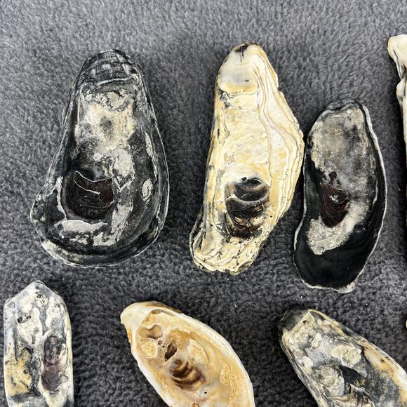 Vintage Oyster Shells Lot 20 Natural Bulk Decor Craft 1-5 Inches Assorted Sizes - Picture 10 of 16